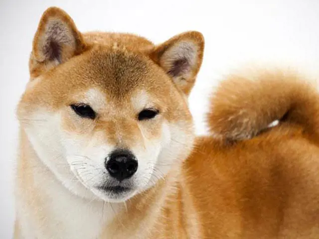 تصویر شماره 3 محصول 