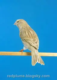 تصویر شماره 2 محصول 