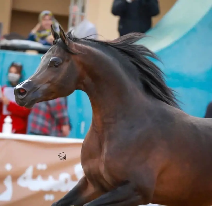 تصویر شماره 1 محصول 