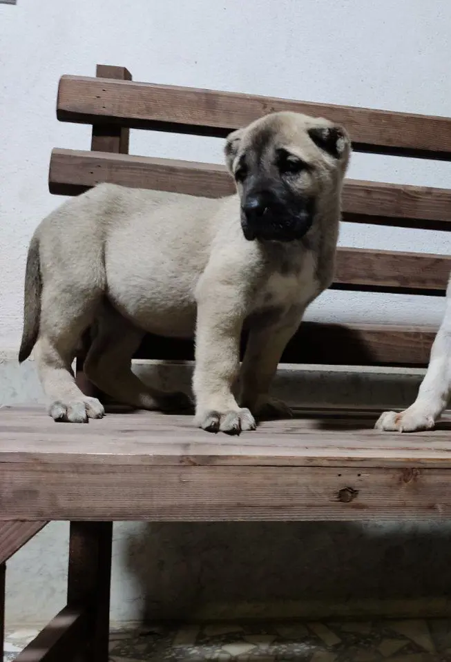 تصویر شماره 2 محصول 