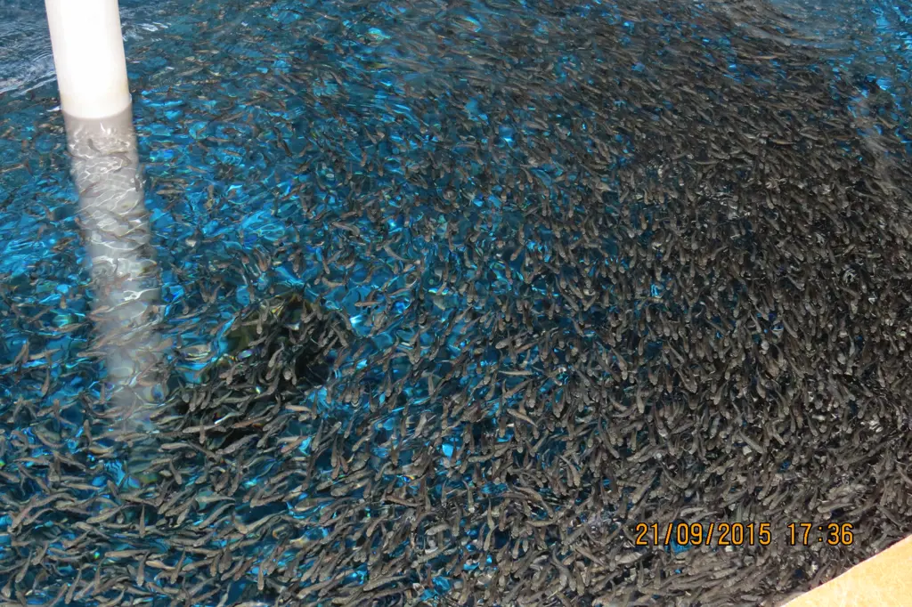 تصویر شماره 1 محصول 