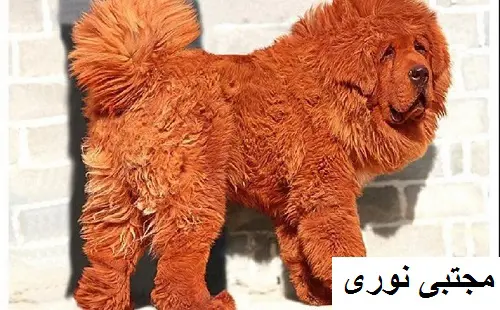 تصویر شماره 1 محصول 