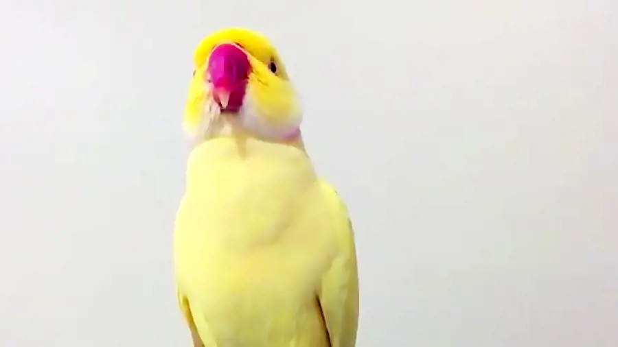 تصویر شماره 3 محصول 