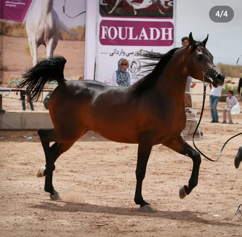 تصویر شماره 2 محصول 