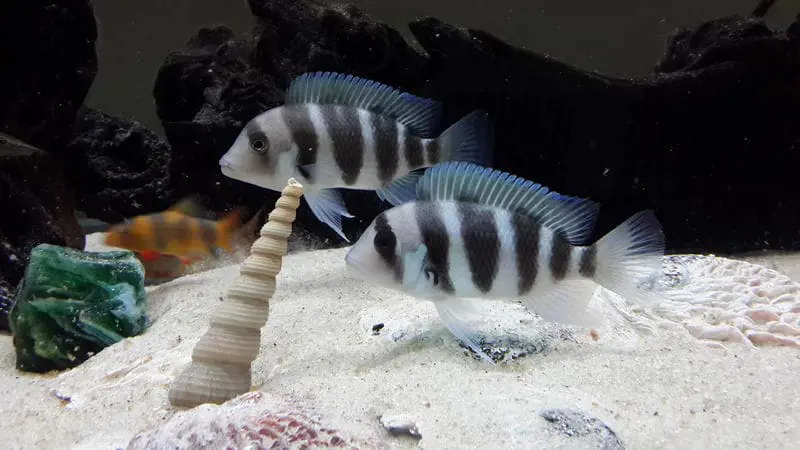 تصویر شماره 2 محصول 