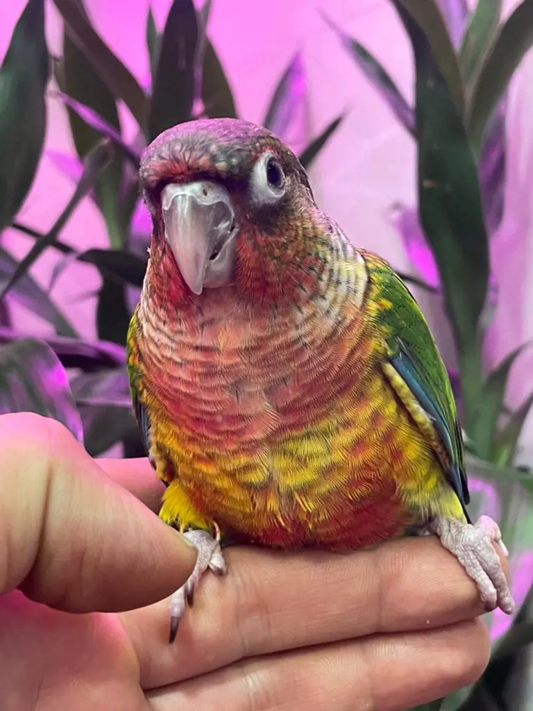 تصویر شماره 1 محصول 