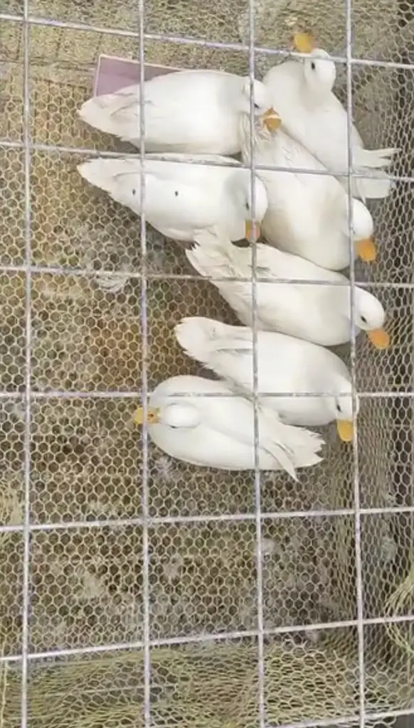 تصویر شماره 3 محصول 