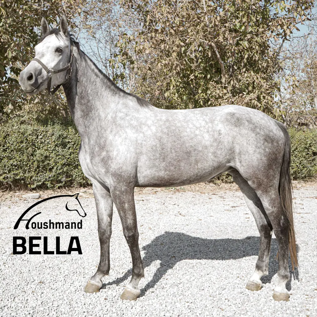 تصویر شماره 1 محصول 