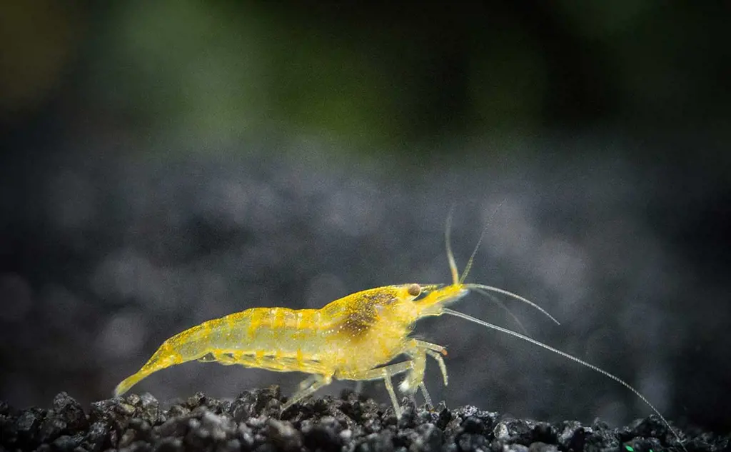 تصویر شماره 1 محصول 