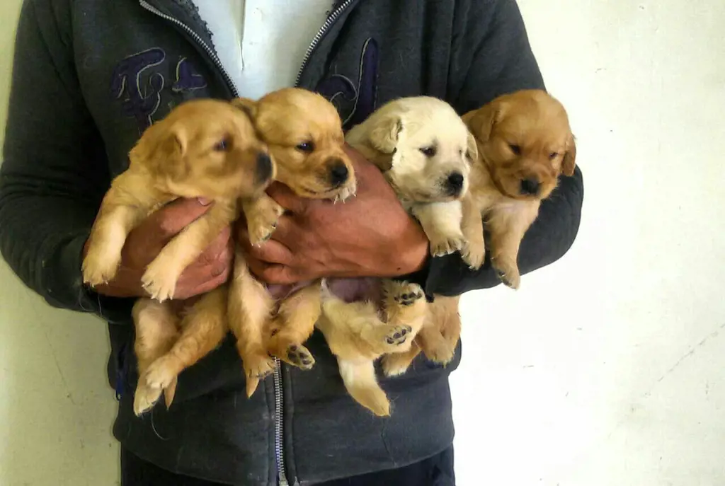 تصویر شماره 2 محصول 