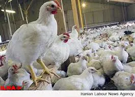 تصویر شماره 1 محصول 