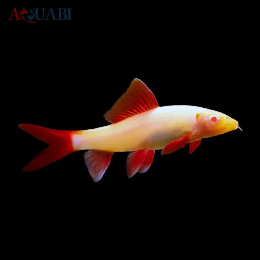 تصویر شماره 1 محصول 