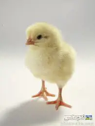 تصویر شماره 1 محصول 