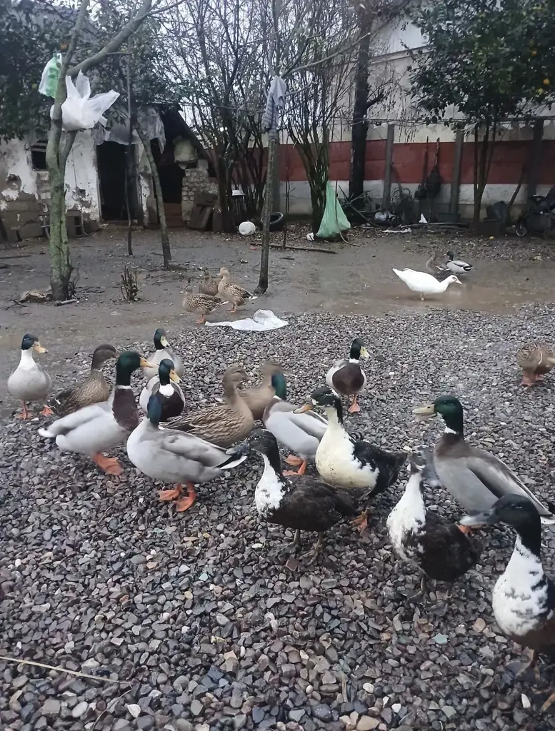 تصویر شماره 3 محصول 