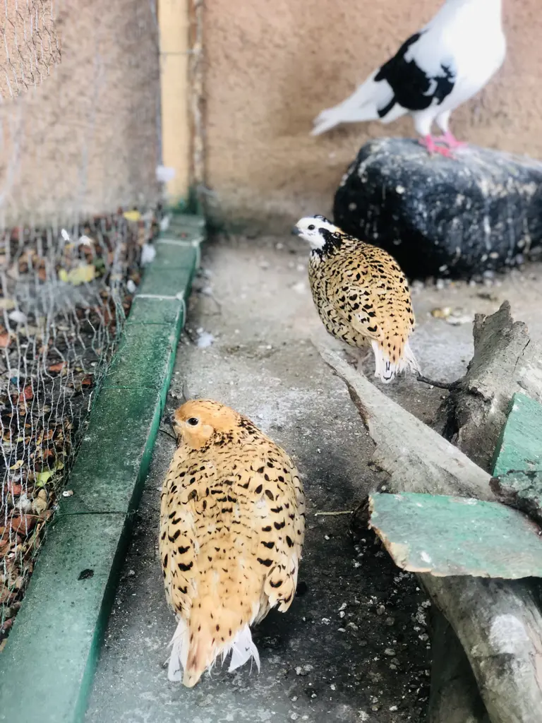 تصویر شماره 3 محصول 