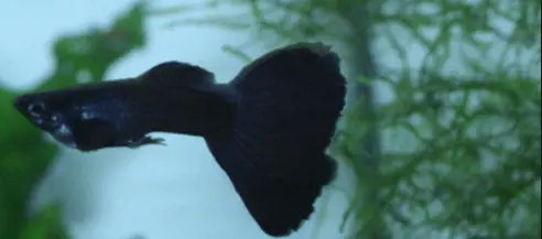 تصویر شماره 1 محصول 