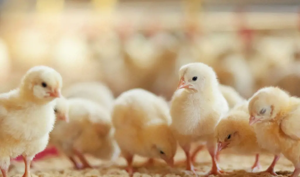 تصویر شماره 1 محصول 