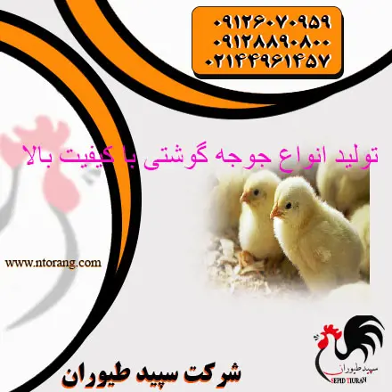 تصویر شماره 2 محصول 