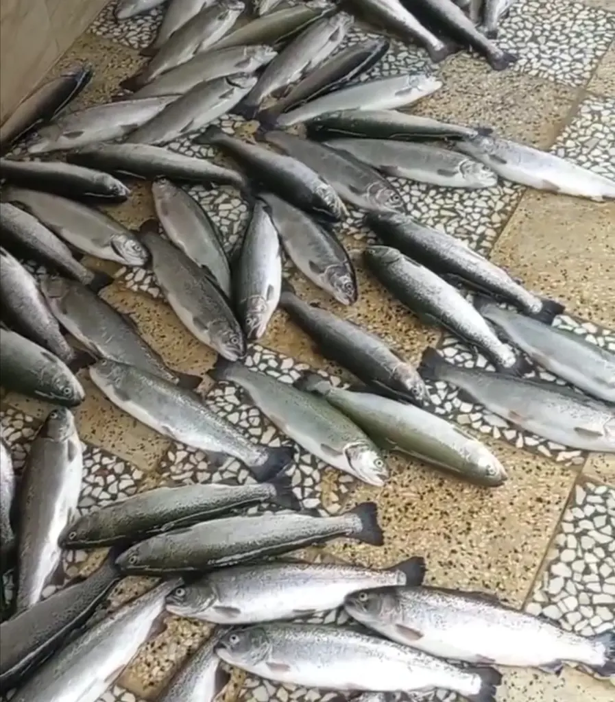 تصویر شماره 1 محصول 