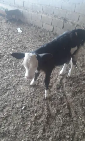 تصویر شماره 2 محصول 