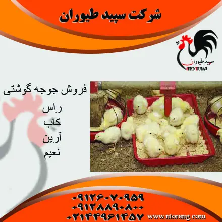 تصویر شماره 3 محصول 