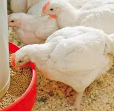 تصویر شماره 1 محصول 