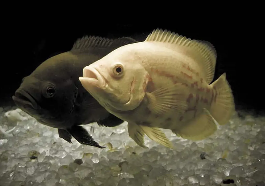 تصویر شماره 1 محصول 