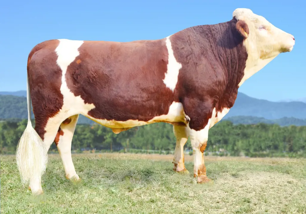 تصویر شماره 1 محصول 