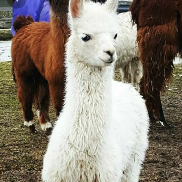 تصویر شماره 1 محصول 