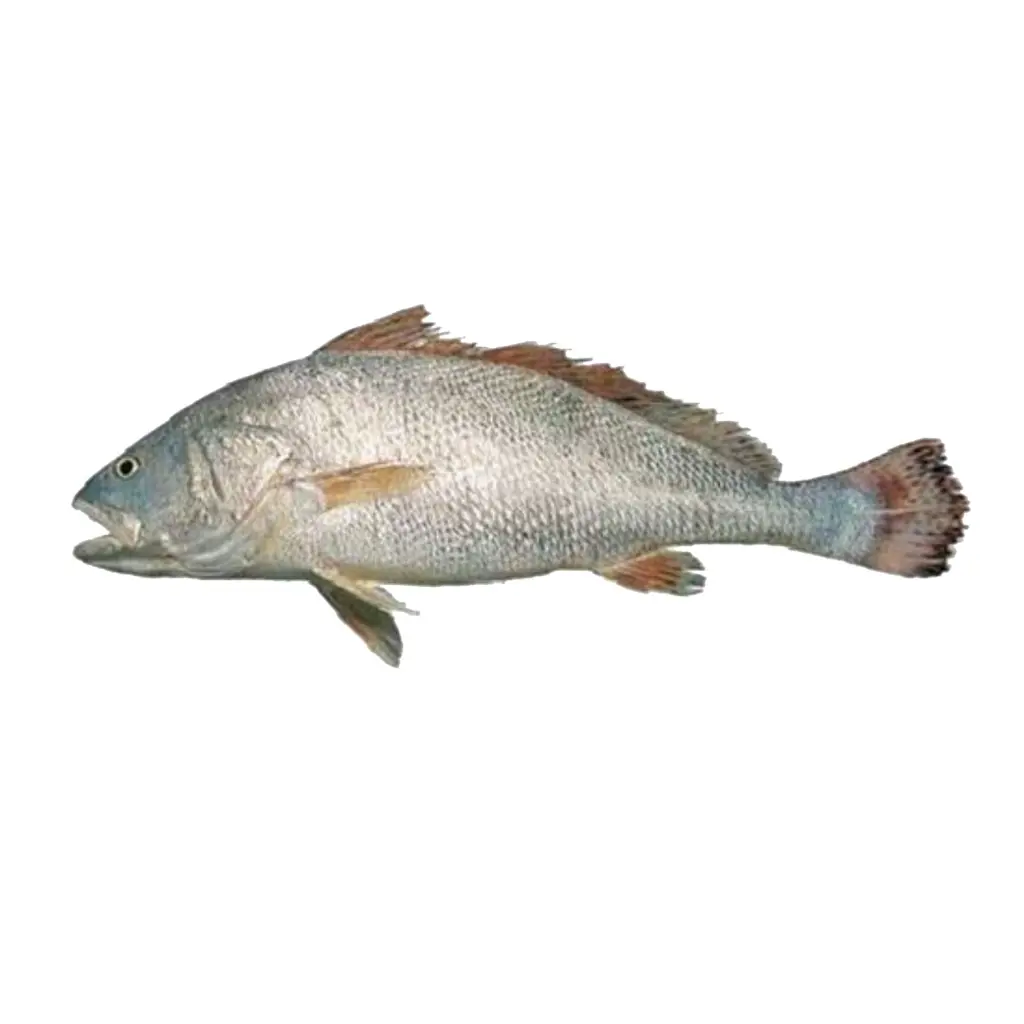 تصویر شماره 1 محصول 