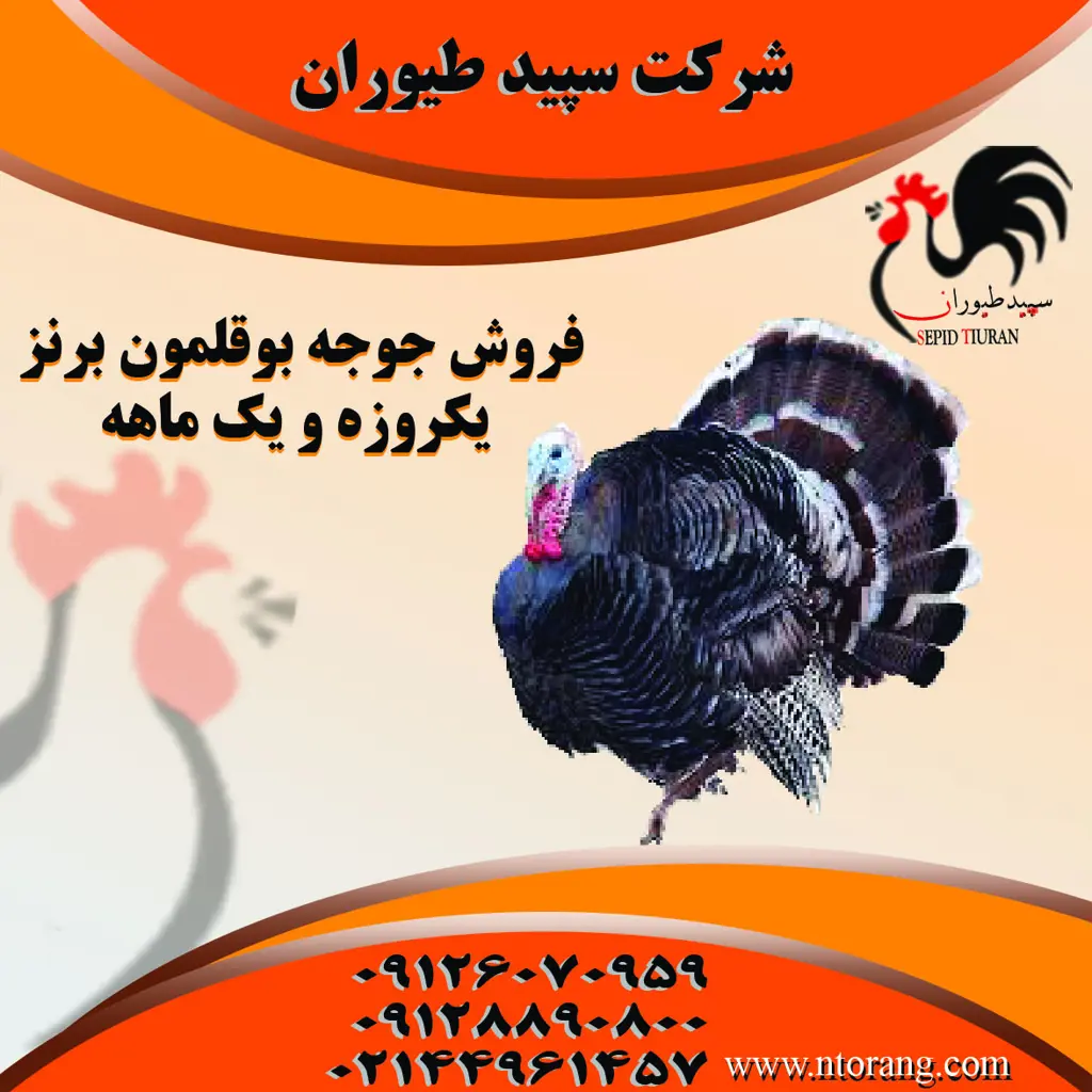 تصویر شماره 4 محصول 