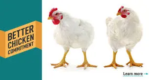 تصویر شماره 1 محصول 