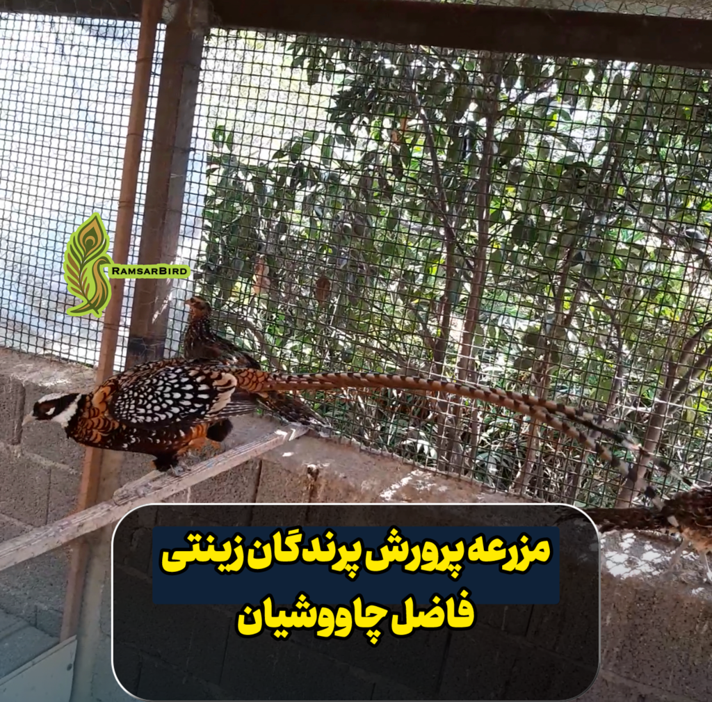 تصویر شماره 4 محصول 