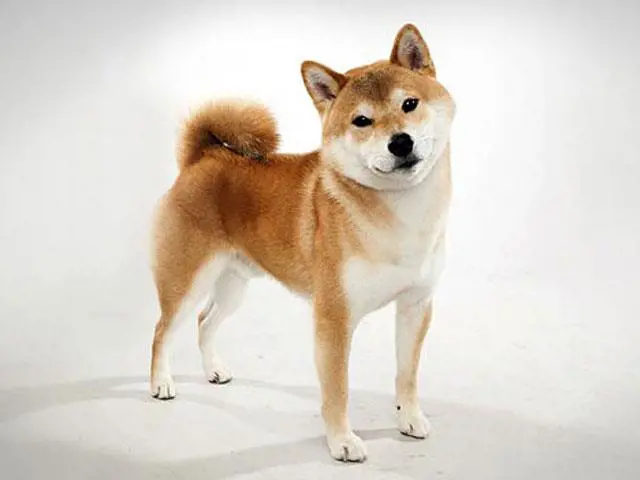 تصویر شماره 2 محصول 