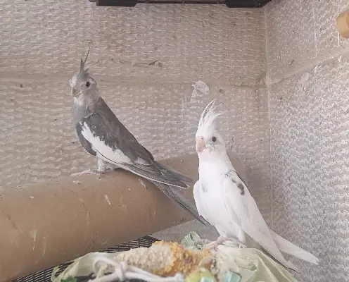 تصویر شماره 3 محصول 