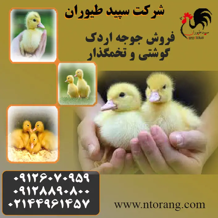 تصویر شماره 2 محصول 