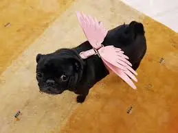 تصویر شماره 1 محصول 