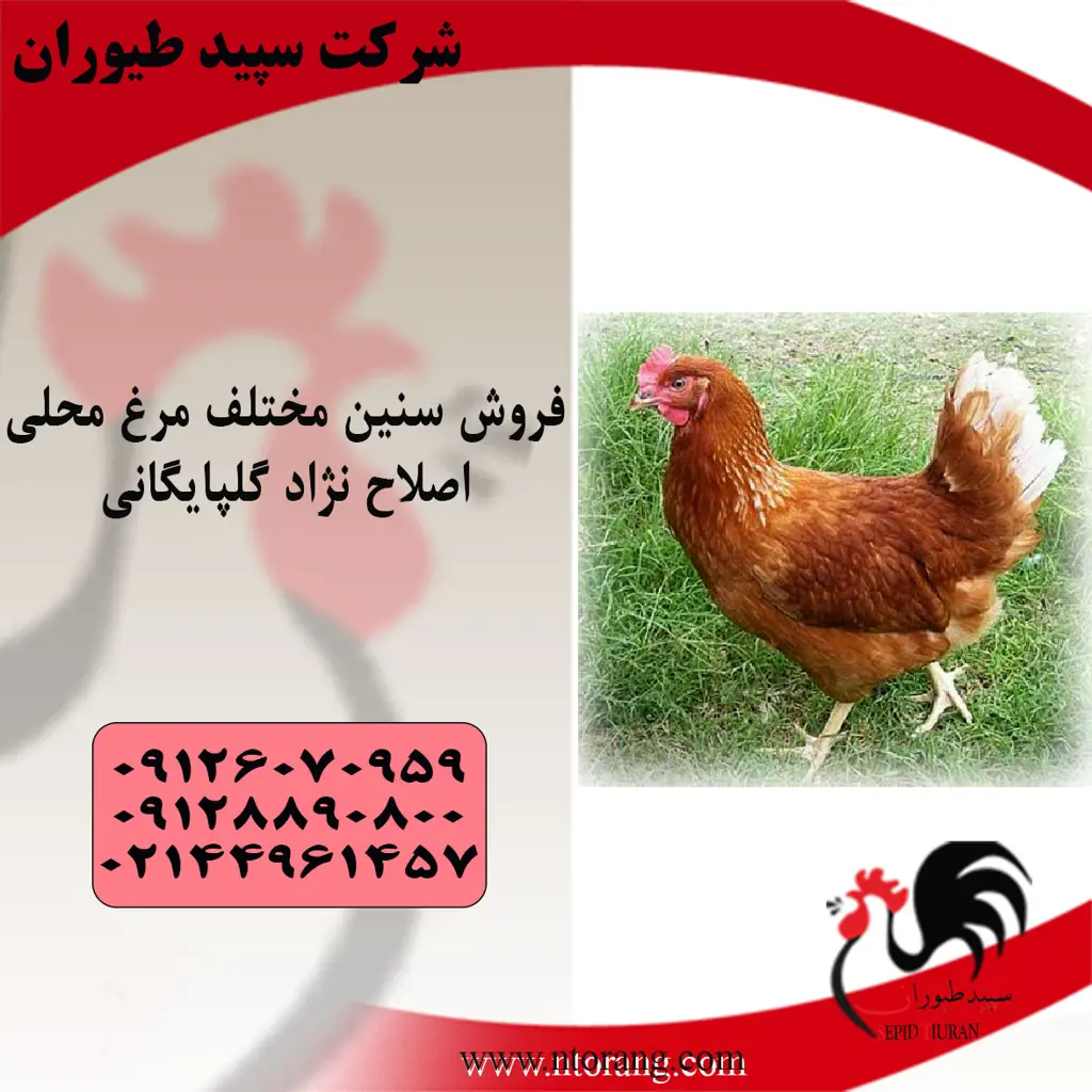 تصویر شماره 1 محصول 