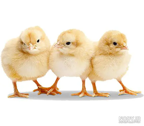 تصویر شماره 1 محصول 