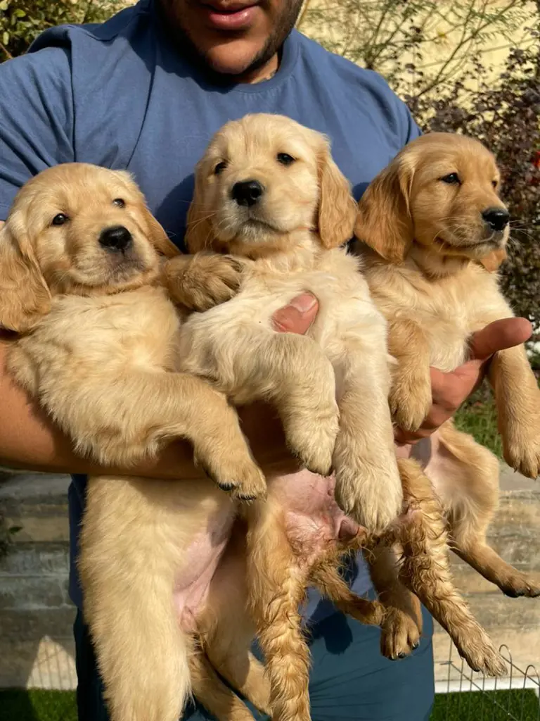 تصویر شماره 3 محصول 