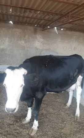 تصویر شماره 1 محصول 