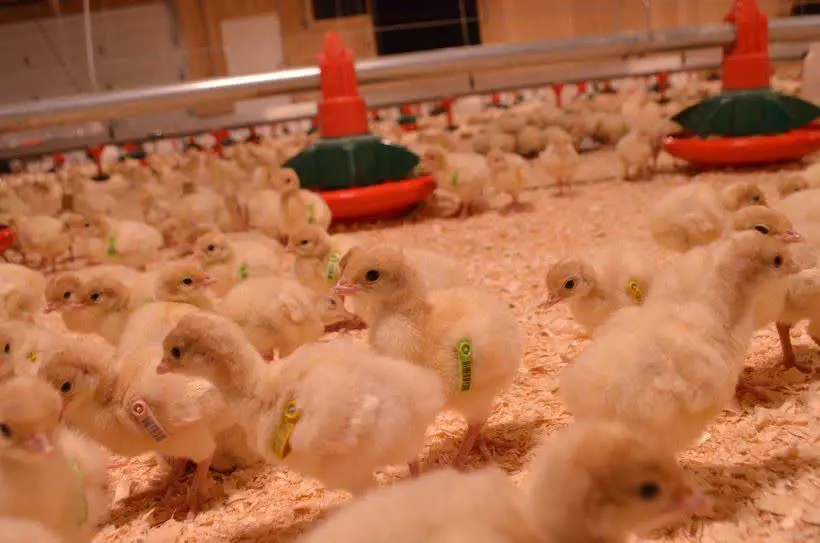 تصویر شماره 1 محصول 