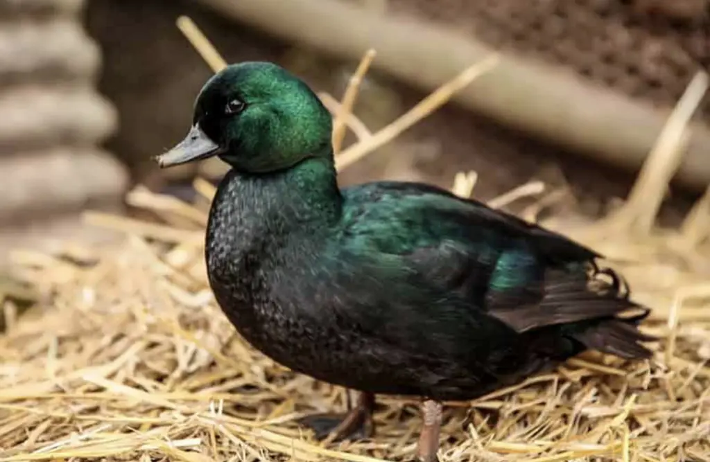 تصویر شماره 3 محصول 