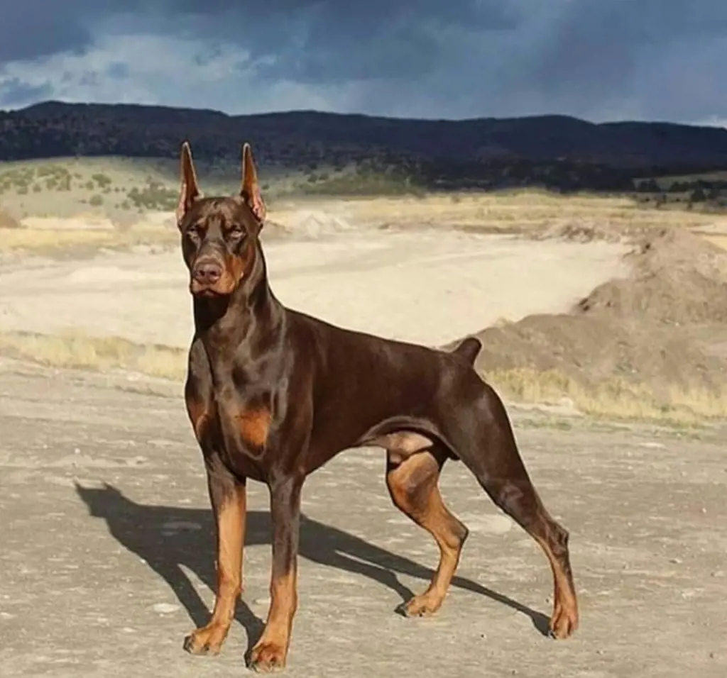 تصویر شماره 1 محصول 