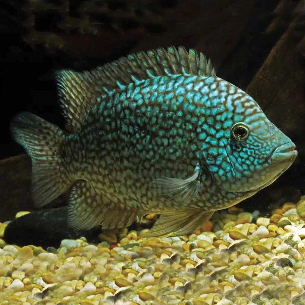 تصویر شماره 1 محصول 