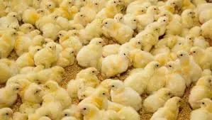 تصویر شماره 2 محصول 