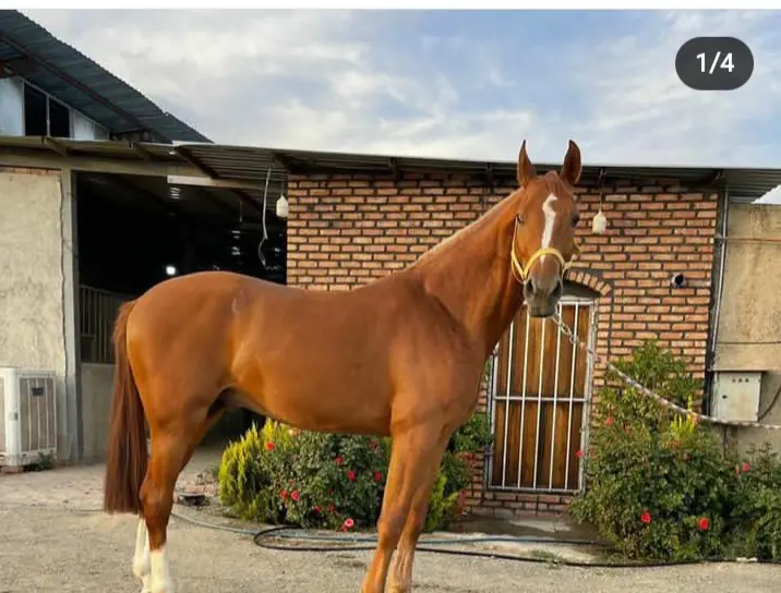 تصویر شماره 1 محصول 