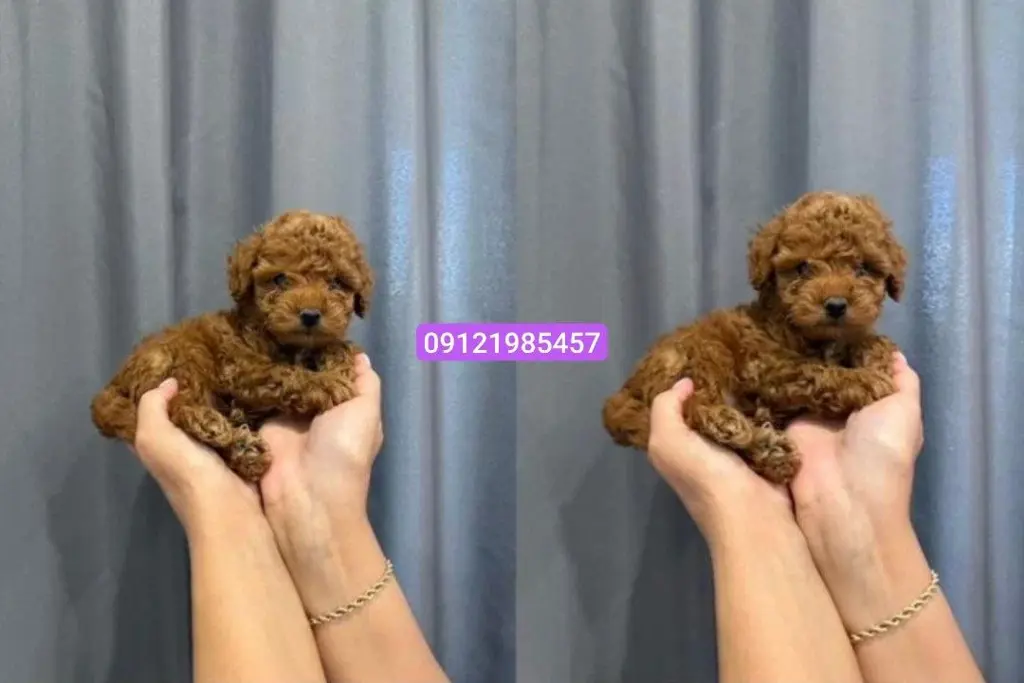 تصویر شماره 3 محصول 