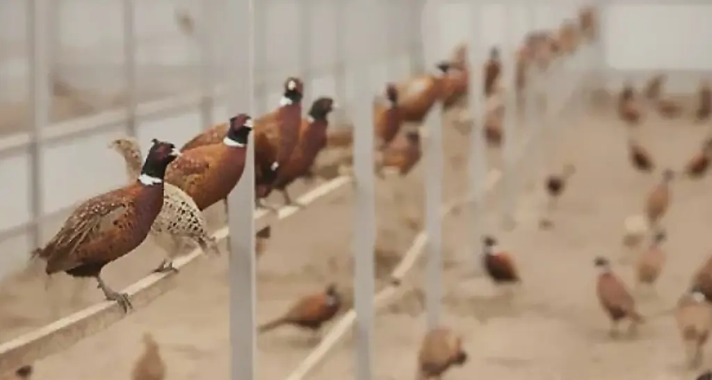 تصویر شماره 1 محصول 