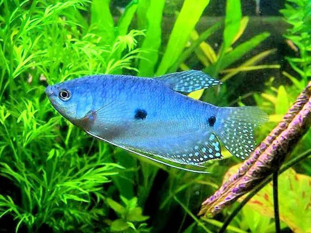 تصویر شماره 1 محصول 